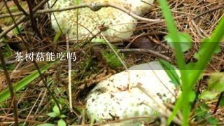 茶树菇能吃吗