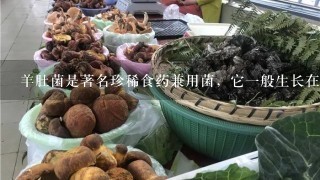 羊肚菌是著名珍稀食药兼用菌，它1般生长在什么地方