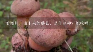 看图片，山上采的蘑菇，是什品种？能吃吗？