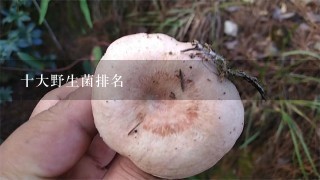 十大野生菌排名