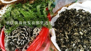 重庆菌珠批发在那里进货