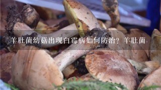 羊肚菌幼菇出现白霉病如何防治？羊肚菌