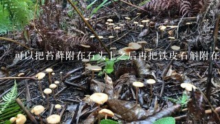 可以把苔藓附在石头上之后再把铁皮石斛附在苔藓吗？上