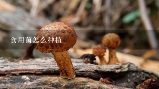 食用菌怎么种植