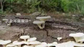 黄金耳菌做法？