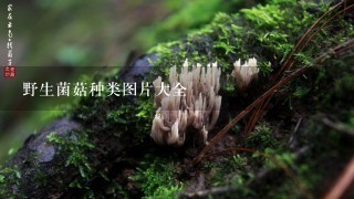 野生菌菇种类图片大全