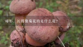 球形，长得像菊花的是什么花？