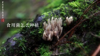 食用菌怎么种植