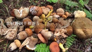 农村彩钢羊棚图片