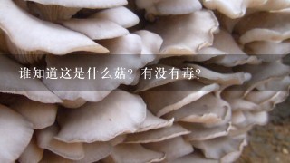 谁知道这是什么菇？有没有毒？