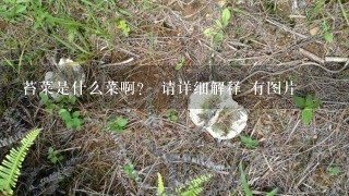 苔菜是什么菜啊？ 请详细解释 有图片