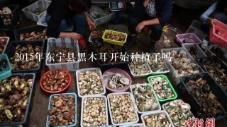 2015年东宁县黑木耳开始种植了吗