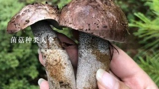 菌菇种类大全