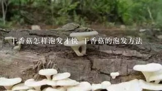 干香菇怎样泡发才快 干香菇的泡发方法