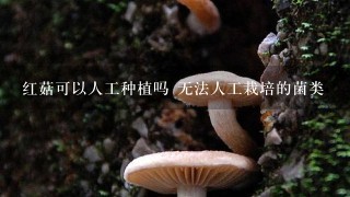 红菇可以人工种植吗 无法人工栽培的菌类