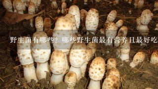 野生菌有哪些？哪些野生菌最有营养且最好吃？