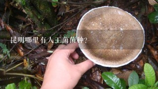 昆明哪里有人工菌菌种？