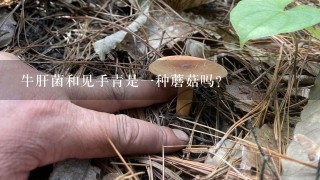 牛肝菌和见手青是1种蘑菇吗？