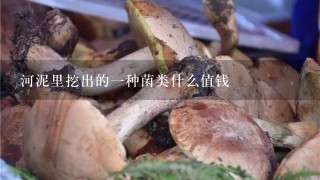 河泥里挖出的1种菌类什么值钱