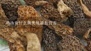 鸡汤放什么菌类炖最有营养