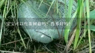 宝宝可以吃茶树菇吗？营养好吗？