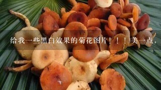 给我1些黑白效果的菊花图片！！！美1点，放空间的