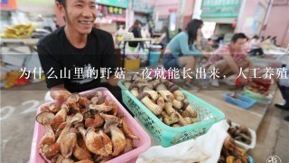 为什么山里的野菇1夜就能长出来，人工养殖菇要几个月呢？