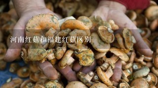 河南红菇和福建红菇区别