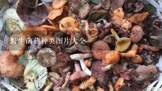 野生菌菇种类图片大全