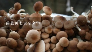 菌菇种类大全名字