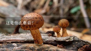 这是什么蘑菇？