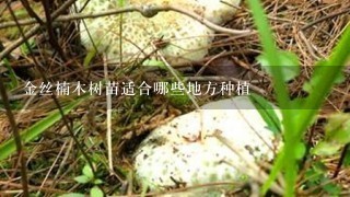 金丝楠木树苗适合哪些地方种植