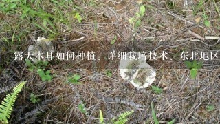 露天木耳如何种植、详细栽培技术、东北地区是否可以种植？