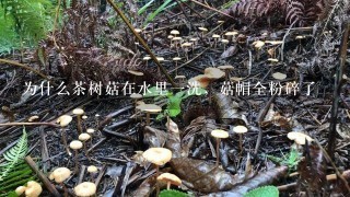 为什么茶树菇在水里1洗，菇帽全粉碎了