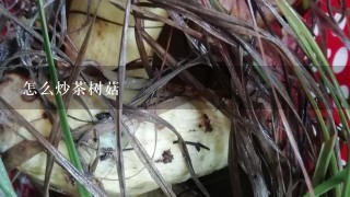 怎么炒茶树菇