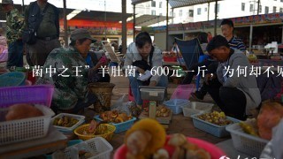 “菌中之王”羊肚菌，600元1斤，为何却不见多少人