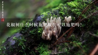 花椒树什么时候施肥现在可以施肥吗？