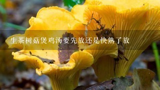 生茶树菇煲鸡汤要先放还是快熟了放