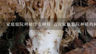 家庭庭院种植什么树好 适宜家庭庭院种植的树