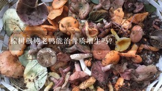 棕树根炖老鸭能治骨质增生吗？