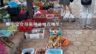 林中宝食用菌种基地在哪里?