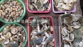 铁皮石斛盆栽怎样护理好