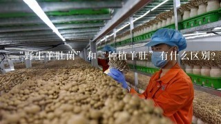 “野生羊肚菌”和“种植羊肚”有什么区别?