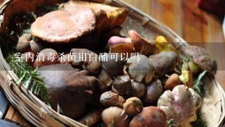 室内消毒杀菌用白醋可以吗