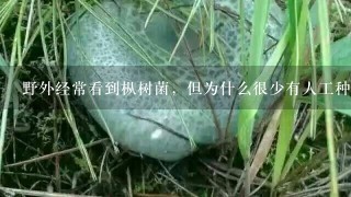 野外经常看到枞树菌，但为什么很少有人工种植？