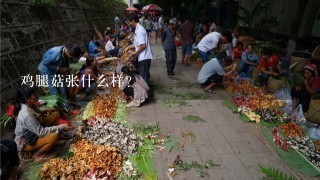 鸡腿菇张什么样？