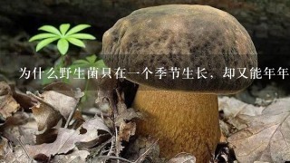 为什么野生菌只在1个季节生长，却又能年年生长？