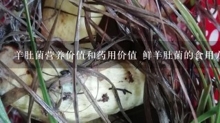 羊肚菌营养价值和药用价值 鲜羊肚菌的食用方法