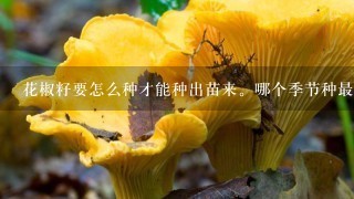 花椒籽要怎么种才能种出苗来。哪个季节种最合适？