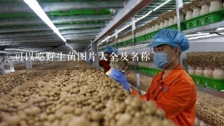 可以吃野生菌图片大全及名称